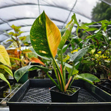 Load image into Gallery viewer, Philodendron Green Congo Nuclear, Exact Plant Variegated
