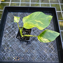 Load image into Gallery viewer, Monstera Borsigiana Aurea, Exact Plant Variegated
