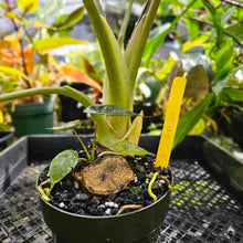 Load image into Gallery viewer, Alocasia Wentii, Exact Plant Variegated Large
