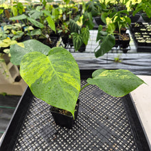 Load image into Gallery viewer, Monstera Borsigiana Aurea Variegated exact plant, Fedex 2day*
