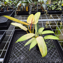 Load image into Gallery viewer, Philodendron Whipple Way Variegated exact plant, Fedex 2day*

