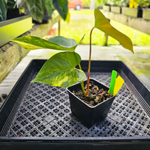 Load image into Gallery viewer, Anthurium Andraeanum White Heart, Exact Plant Variegated Ships Nationwide
