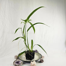 Load image into Gallery viewer, Philodendron Holtonianum, Exact Plant Ships Nationwide
