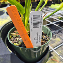 Load image into Gallery viewer, Anthurium Spectabile Wide Form exact plant, Fedex 2day*
