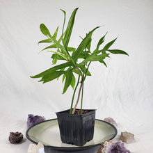 Load image into Gallery viewer, Philodendron Quercifolium, Exact Plant Ships Nationwide
