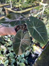 Load image into Gallery viewer, Alocasia Longiloba Black Satun Pink Bone 2.5" pot, Fedex 2day*
