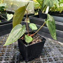Load image into Gallery viewer, Anthurium Ace Of Spades X Papillilaminum, Exact Plant Ships Nationwide
