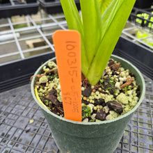Load image into Gallery viewer, Alocasia Cucullata Banana Split Variegated exact plant, Fedex 2day*
