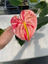 Load image into Gallery viewer, Anthurium Shibori, Exact Plant Variegated
