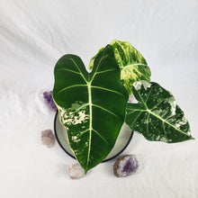 Load image into Gallery viewer, Alocasia Frydek, Exact Plant Variegated Ships Nationwide
