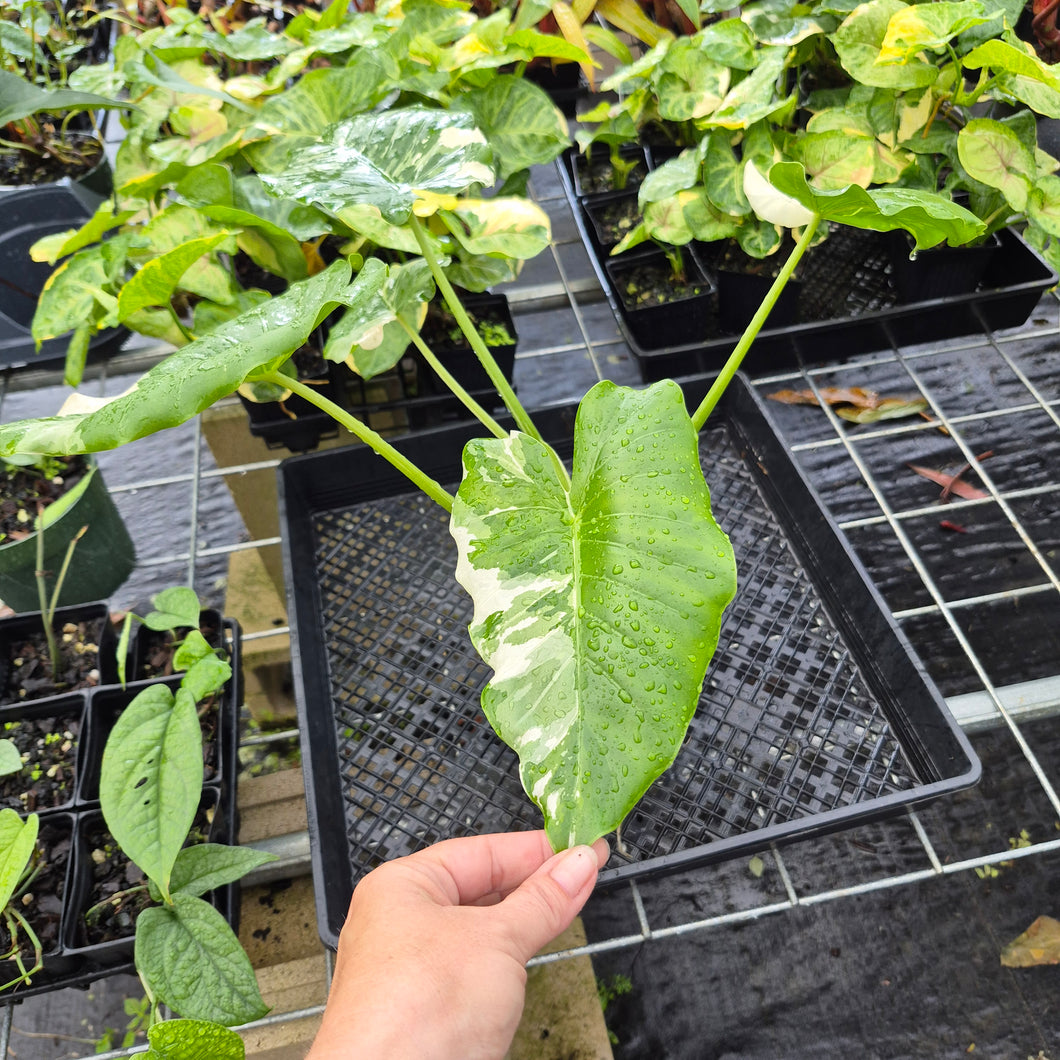 Alocasia Odora, Okinawa Silver, Exact Plant Variegated Ships Nationwide
