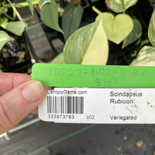 Load image into Gallery viewer, Scindapsus Rubicon Variegated exact plant, Fedex 2day*
