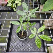 Load image into Gallery viewer, Pachira Aquatica Money Tree, Exact Plant Variegated non grafted
