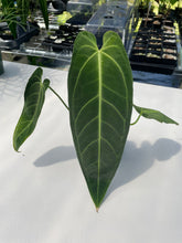 Load image into Gallery viewer, Anthurium Cirinoi, Exact Plant Ships Nationwide
