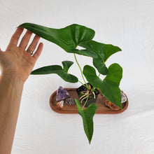 Load image into Gallery viewer, Anthurium Brownii 4" pot, Fedex 2day*
