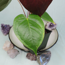 Load image into Gallery viewer, Anthurium Red Beauty 4&quot; pot, ships nationwide
