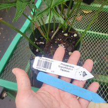 Load image into Gallery viewer, Philodendron Quercifolium x Pedatum, Exact Plant Ships Nationwide
