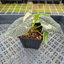 Load image into Gallery viewer, Alocasia Melo Albo variegated exact plant, Fedex 2day*
