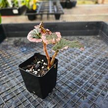 Load image into Gallery viewer, Begonia U012, Exact Plant Ships Nationwide
