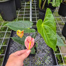 Load image into Gallery viewer, Anthurium Shibori, Exact Plant Variegated
