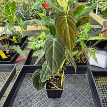 Load image into Gallery viewer, Philodendron Melanochrysum, Exact Plant Ships Nationwide
