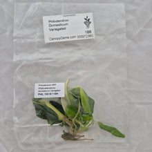 Load image into Gallery viewer, Philodendron Domesticum Variegated tissue culture 2DayAir
