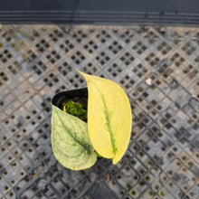 Load image into Gallery viewer, Scindapsus Mayari, Exact Plant Variegated Ships Nationwide
