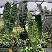 Load image into Gallery viewer, Anthurium Veitchii exact plant, Fedex 2day*
