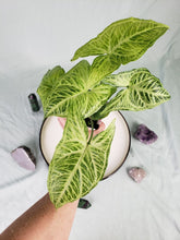 Load image into Gallery viewer, Syngonium Batik 4&quot; pot, Fedex 2 day*
