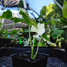 Load image into Gallery viewer, Alocasia Gageana Albo, Exact Plant Variegated
