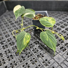 Load image into Gallery viewer, Philodendron Hederaceum Micans Aurea, Exact Plant Variegated Ships Nationwide

