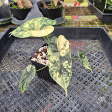 Load image into Gallery viewer, Alocasia dragon scale albo Exact Plant Ships Nationwide

