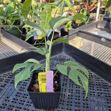 Load image into Gallery viewer, Rhaphidophora Tetrasperma Albo, Exact Plant Variegated Ships Nationwide
