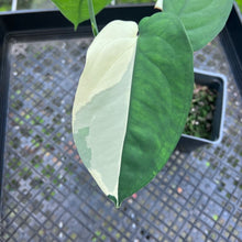 Load image into Gallery viewer, Syngonium Chiapense, Exact Plant Variegated
