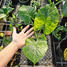 Load image into Gallery viewer, Alocasia Gageana Aurea, Exact Plant Variegated With babies
