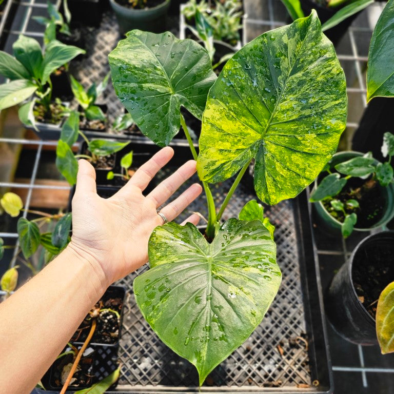 Alocasia Gageana Aurea, Exact Plant Variegated With babies