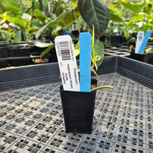 Load image into Gallery viewer, Philodendron Hederaceum Micans Aurea, Exact Plant Variegated Ships Nationwide
