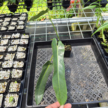 Load image into Gallery viewer, Philodendron Spiritus Sancti exact plant, Fedex 2day*
