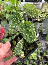 Load image into Gallery viewer, Scindapsus Snake Scale 2.5" pot, Fedex 2day*
