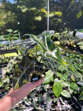 Load image into Gallery viewer, Alocasia sanderiana 'Nobilis' Aurea, Exact Plant Ships Nationwide
