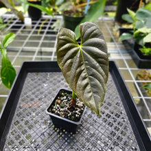 Load image into Gallery viewer, Anthurium Moodeanum, Exact Plant
