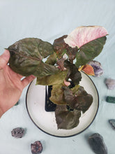 Load image into Gallery viewer, Strawberry Ice Galaxy, Exact Plant, variegated Syngonium
