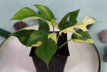 Load image into Gallery viewer, Variegated Rhaphidophora Tetrasperma Exact Plant Ships nationwide
