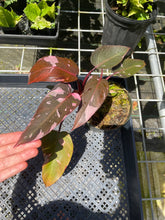 Load image into Gallery viewer, Philodendron Pink Princess Galaxy, Exact Plant Variegated
