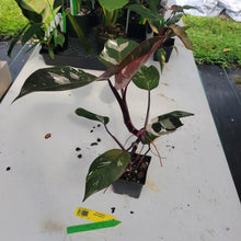 Load image into Gallery viewer, Philodendron Red Anderson, Exact Plant Ships Nationwide
