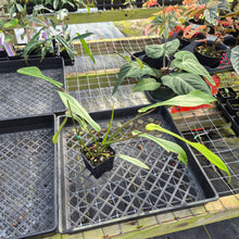 Load image into Gallery viewer, Philodendron Joepii Mint, Variegated, Exact Plant Ships Nationwide
