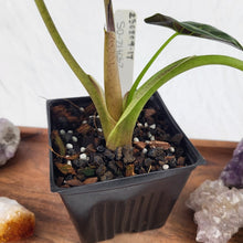 Load image into Gallery viewer, Alocasia Wentii, Exact Plant Variegated
