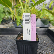 Load image into Gallery viewer, Anthurium Spectabile, Exact Plant Ships Nationwide
