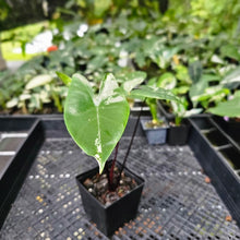 Load image into Gallery viewer, Alocasia Macrorhizza Black Stem, Exact Plant Variegated
