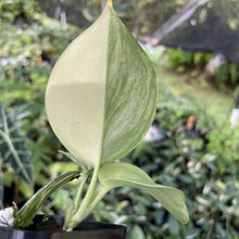 Load image into Gallery viewer, Scindapsus Rubicon Variegated exact plant, Fedex 2day*
